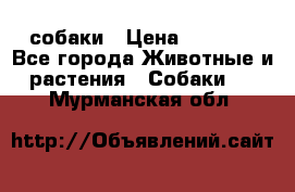 собаки › Цена ­ 2 500 - Все города Животные и растения » Собаки   . Мурманская обл.